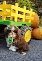 Bella, a female Shih Tzu for sale in Oxford, CT – 5 of 5