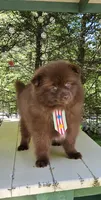 Peanut , a male Pomeranian for sale in Oxford, CT – 6 of 6