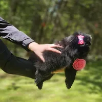 Orea, a female Pomeranian for sale in Oxford, CT – 4 of 6