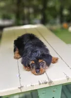 Snicker, a male Yorkshire Terrier and Morkie for sale in Oxford, CT – 3 of 6