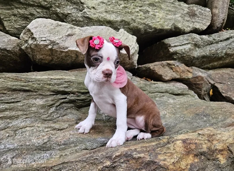 nina – Boston Terrier puppy for sale in Oxford, CT