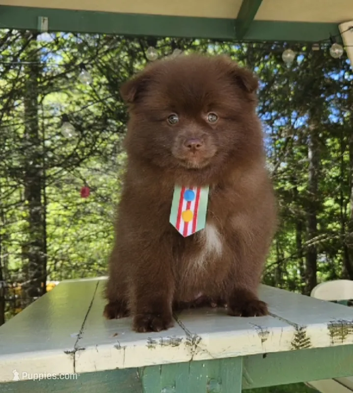 Peanut  – Pomeranian puppy for sale in Oxford, CT