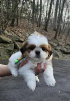 Lucca, a male Shih Tzu for sale in Oxford, CT – Photo 3 of 5