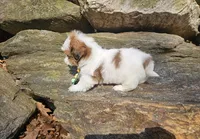 Lucca, a male Shih Tzu for sale in Oxford, CT – Photo 5 of 5