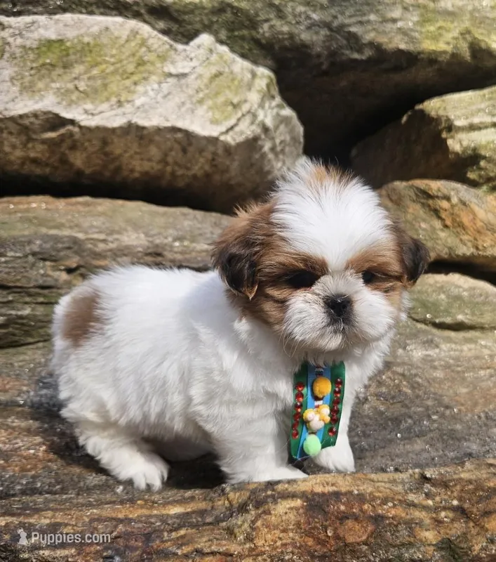 Lucca – Shih Tzu puppy for sale in Oxford, CT