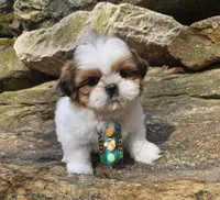 Lucca, a male Shih Tzu for sale in Oxford, CT – Photo 2 of 5