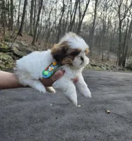 Lucca, a male Shih Tzu for sale in Oxford, CT – Photo 4 of 5
