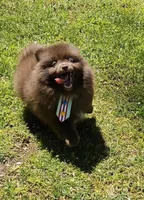 Peanut , a male Pomeranian for sale in Oxford, CT – 4 of 6