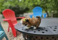 Gucci, a female Shih Tzu for sale in Oxford, CT – 2 of 5