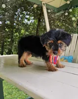 Snicker, a male Yorkshire Terrier and Morkie for sale in Oxford, CT – 6 of 6