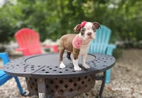 tesla, a female Boston Terrier for sale in Oxford, CT – 3 of 6