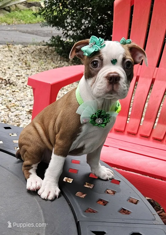 Mercury  – Boston Terrier puppy for sale in Oxford, CT