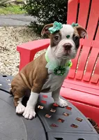 Mercury , a female Boston Terrier for sale in Oxford, CT – 1 of 5