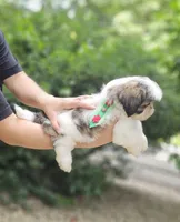 Alfa, a male Shih Tzu for sale in Oxford, CT – 4 of 5