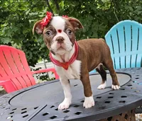 Lexus, a female Boston Terrier for sale in Oxford, CT – 5 of 5