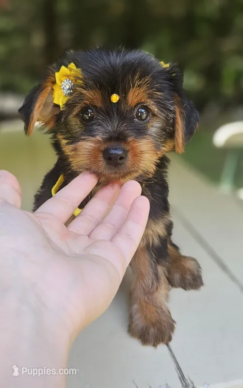 KitKat – Maltese, Morkie puppy for sale in Oxford, CT