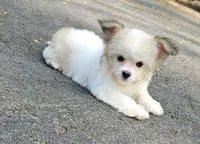 popcorn, a male Chihuahua and Poodle - Toy  for sale in Oxford, CT – 3 of 3