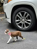 nina, a female Boston Terrier for sale in Oxford, CT – 2 of 5