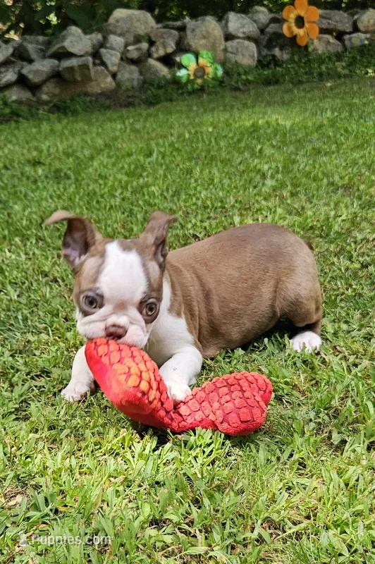 tesla – Boston Terrier puppy for sale in Oxford, CT
