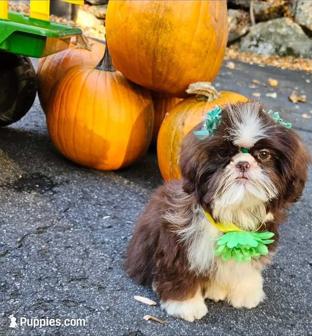 Bella, a female Shih Tzu for sale in Oxford, CT – 1 of 5