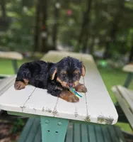 Toffe, a male Yorkshire Terrier for sale in Oxford, CT – 2 of 4