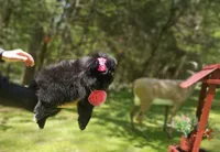Orea, a female Pomeranian for sale in Oxford, CT – 2 of 6