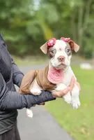 nina, a female Boston Terrier for sale in Oxford, CT – 3 of 5