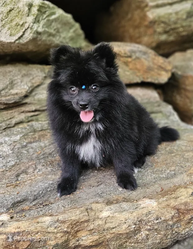 Candy – Pomeranian puppy for sale in Oxford, CT