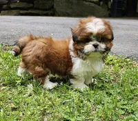 Channel , a female Shih Tzu for sale in Oxford, CT – 5 of 7