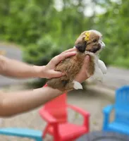 Versace , a female Shih Tzu for sale in Oxford, CT – 5 of 8