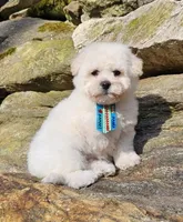 Popcorn , a male Shihpoo and Poodle - Toy  for sale in Oxford, CT – Photo 4 of 5