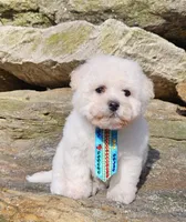 Popcorn , a male Shihpoo and Poodle - Toy  for sale in Oxford, CT – Photo 2 of 5