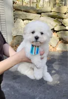 Popcorn , a male Shihpoo and Poodle - Toy  for sale in Oxford, CT – Photo 1 of 5