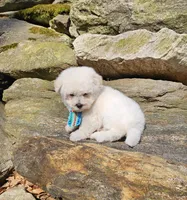Popcorn , a male Shihpoo and Poodle - Toy  for sale in Oxford, CT – Photo 5 of 5