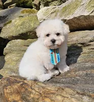 Popcorn , a male Shihpoo and Poodle - Toy  for sale in Oxford, CT – Photo 3 of 5