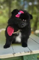 Orea, a female Pomeranian for sale in Oxford, CT – 3 of 6