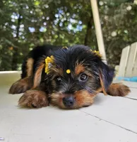 KitKat, a female Maltese and Morkie for sale in Oxford, CT – 5 of 5