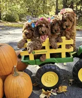 Lucy, a female Golden Retriever and Miniature Goldendoodle for sale in Oxford, CT – 6 of 7