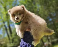 Cup cake , a male Pomeranian for sale in Oxford, CT – 5 of 7