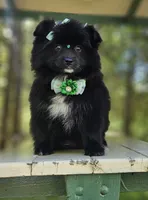 Candy, a female Pomeranian for sale in Oxford, CT – 3 of 6