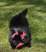 Orea, a female Pomeranian for sale in Oxford, CT – 5 of 6