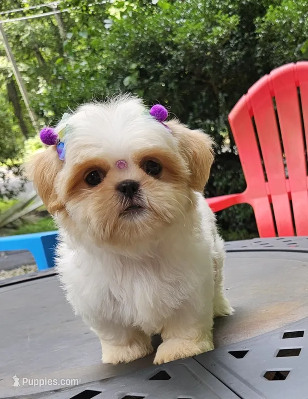 kia – Shih Tzu puppy for sale in Oxford, CT