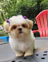 kia, a female Shih Tzu for sale in Oxford, CT – 1 of 7