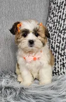 Surya, a female Shihpoo for sale in Oxford, CT – Photo 1 of 4