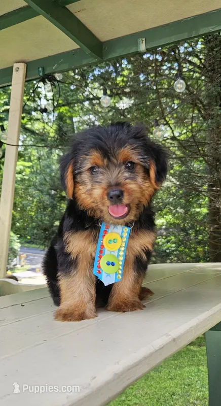Toffe – Yorkshire Terrier puppy for sale in Oxford, CT