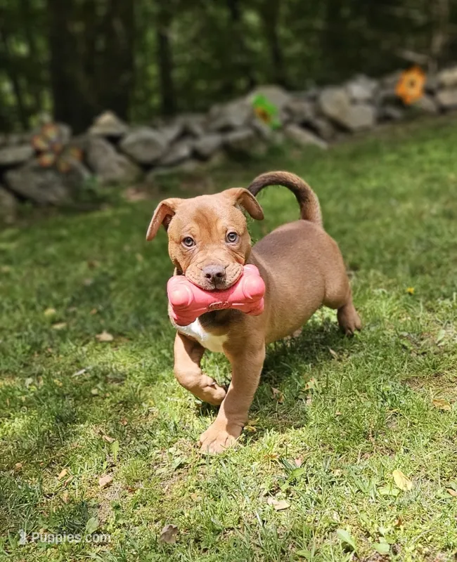 Chocolate – Catahoula Leopard Dog, American Bully puppy for sale in Oxford, CT