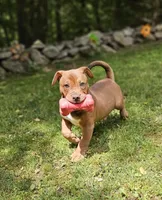 Chocolate, a male Catahoula Leopard Dog and American Bully for sale in Oxford, CT – 1 of 7