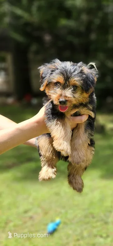 Dani – Yorkshire Terrier puppy for sale in Oxford, CT