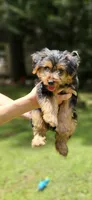 Dani, a male Yorkshire Terrier for sale in Oxford, CT – 4 of 4