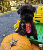 Leo, a male Shih Tzu for sale in Oxford, CT – 4 of 5